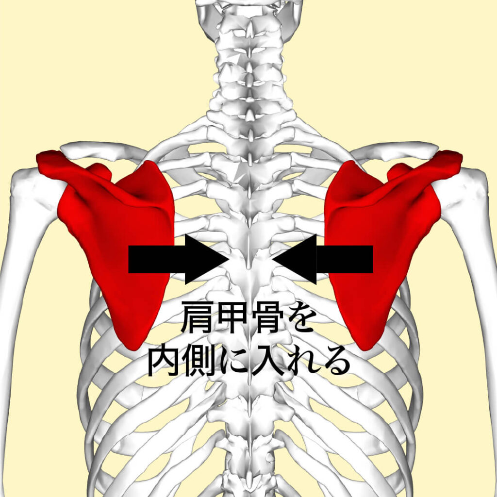 長崎県の南島原市でトップのダイエットスポーツクラブZUTTOWAKAI社長・太田祥平がデッドリフトのやり方を講義するために用意した「肩甲骨を内側に入れる＝胸を張る」図解