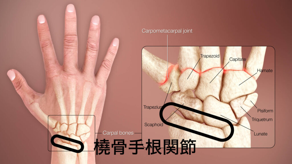 手首の親指側にあるのが橈骨手根関節。ウィキペディアコモンズの素材を元に作った図解